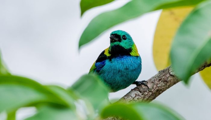 2018_05_12_aves_fotonativa-78_t3094841939.jpg
