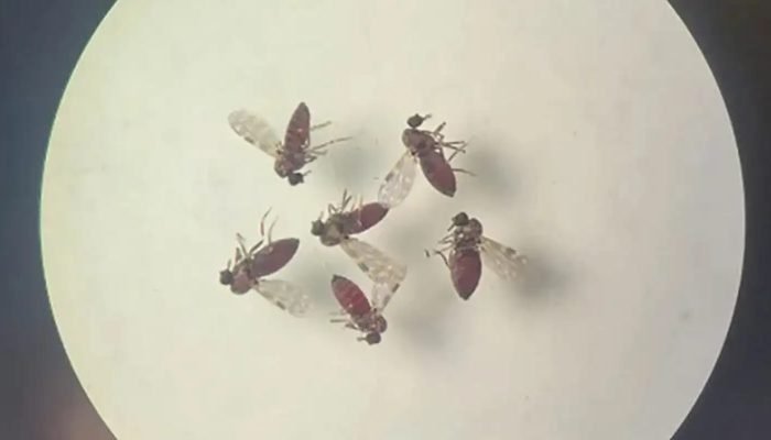 240718-mosquito-culicoides-paraensis1-800x600_0.jpg