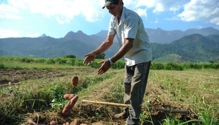 905656-batata_biofortificada_-4137.jpg