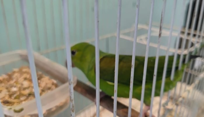 ANIMAIS-SILVESTRES-1.jpeg