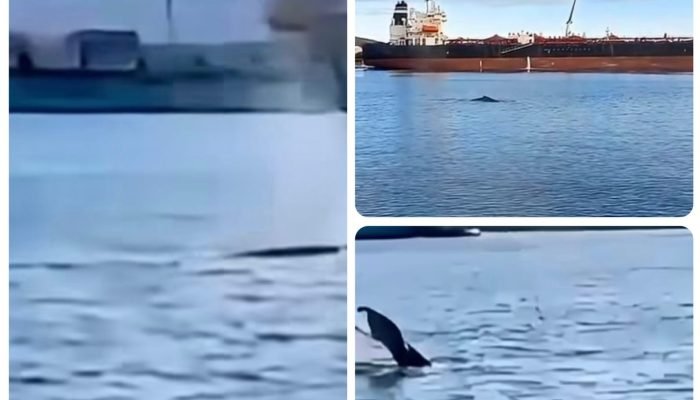 BALEIA-CANAL-DO-PORTO.jpeg