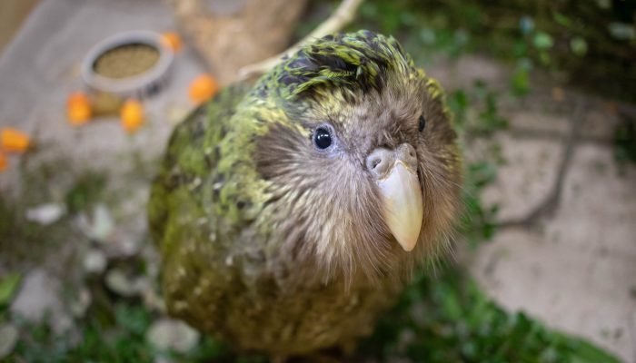 Kakapo_at_Dunedin_Wildlife_Hospital.jpg