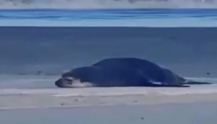 LOBO-MARINHO-EM-PRAIA-GRANDE.jpeg