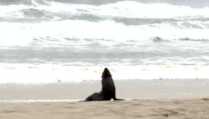 LOBO-MARINHO-PRAIA-DO-TOMBO.png