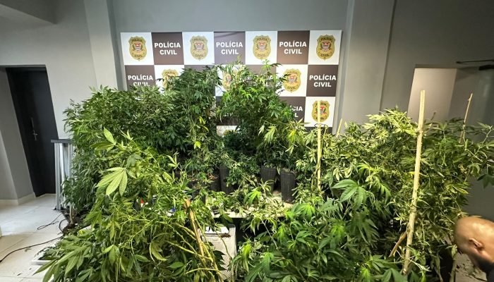 PLANTACAO-DE-MACONHA-SV.jpeg