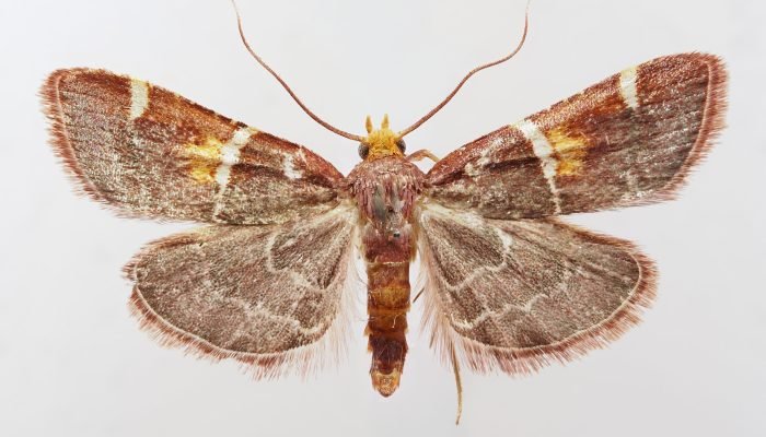 Papst-Leo-Schmetterling_bw5vgn.jpg