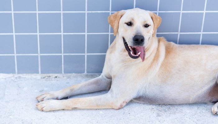 Prefeitura-de-Bertioga-promove-palestra-sobre-maus-tratos-aos-pets-neste-sabado-23-1.jpg