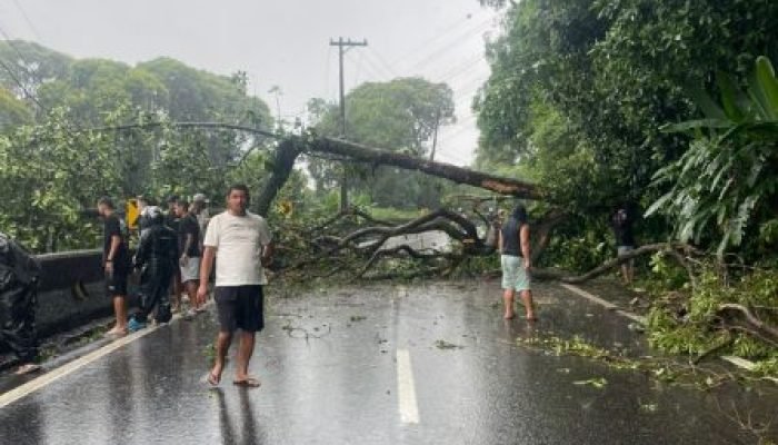 QUEDA-ARVORE-ANCHIETA.jpg