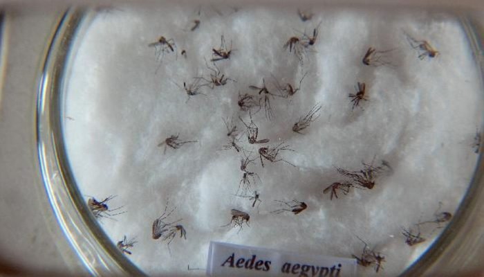 aedes_aegypti.jpg