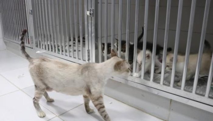 animais_raimundo_rosa_6061.jpg