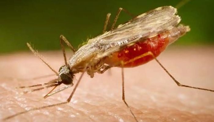 anopheles.portalbiologia.jpg