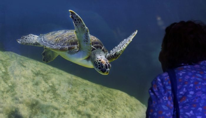 aquario-tartaruga.jpg