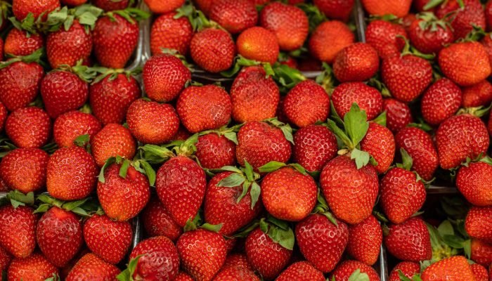 bagas-organicas-frescas.jpg