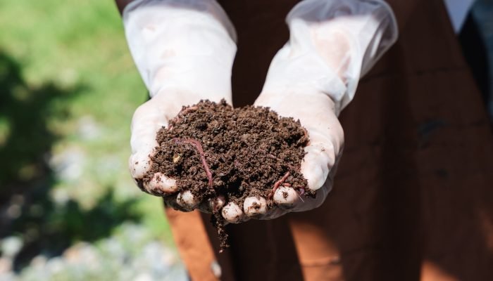 biodiversidade-do-solo-blog-green-place-solo-com-minhocas.jpg