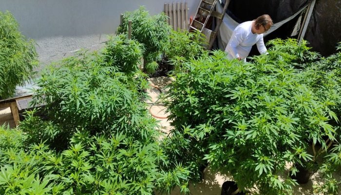 cannabis.jpg