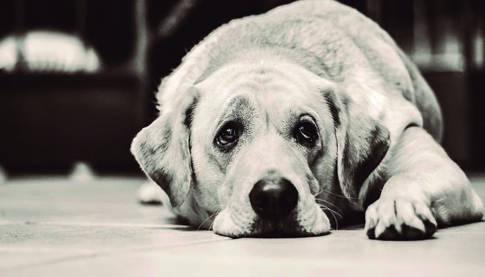dog-1126025_1280.jpg