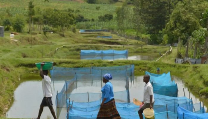 fao-fishing-tilapia1.jpg