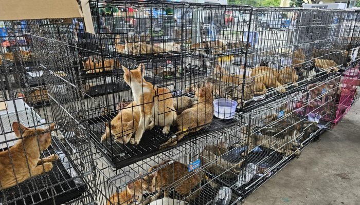 gatos-roubados-abatidos-consumo-vietna.jpg