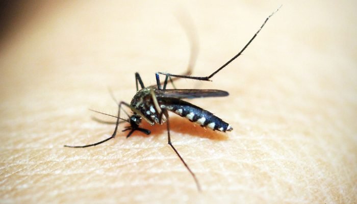 mosquito-1548947.jpg