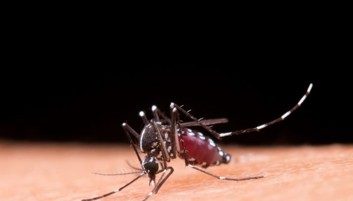 mosquito.jpg