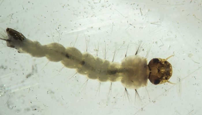 mosquitos_com_wolbachia6.jpg