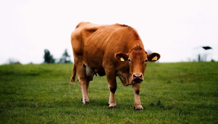 vaca-que-usou-ferramenta-para-se-cocar.jpg