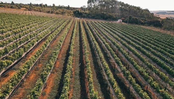 vinhos.jpg