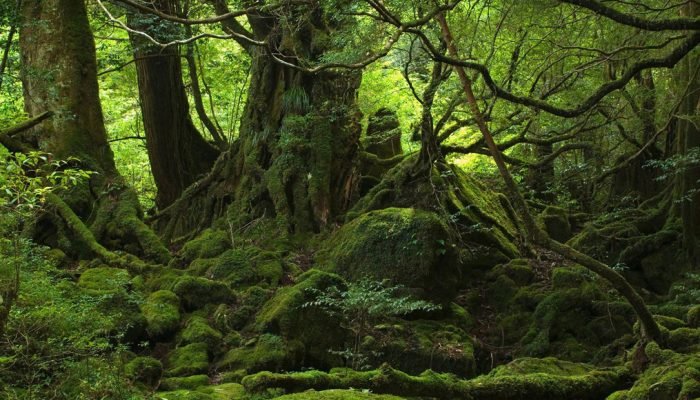 yakushima1.jpg