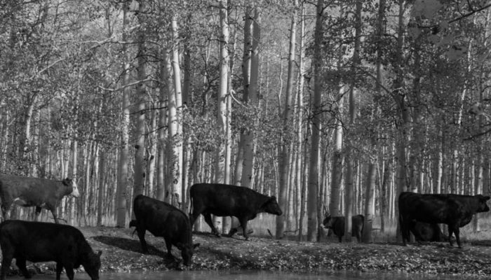 03984b0124a14f8c8ac39f795f322cd6_858x483.jpg 03984b0124a14f8c8ac39f795f322cd6_858x483.jpg