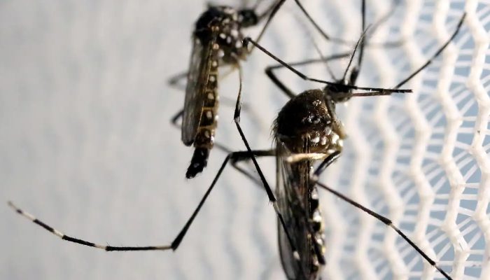 1764180442_mosquitos_aedes_aegypti_dengue.jpg