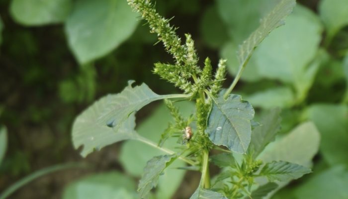 461f8dc6a681486983cb97de4f8fdb92_858x483.jpg 461f8dc6a681486983cb97de4f8fdb92_858x483.jpg