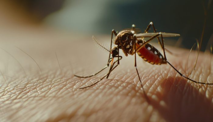 DENGUE-MOSQUITO-FREEPIK.jpg DENGUE-MOSQUITO-FREEPIK.jpg