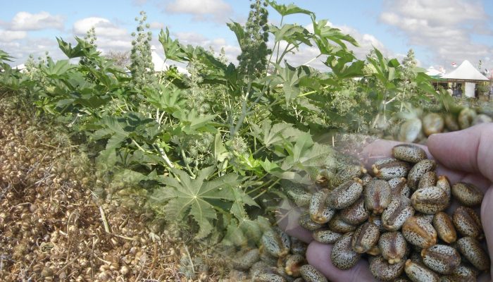 Mamona-scaled.jpg Mamona-scaled.jpg