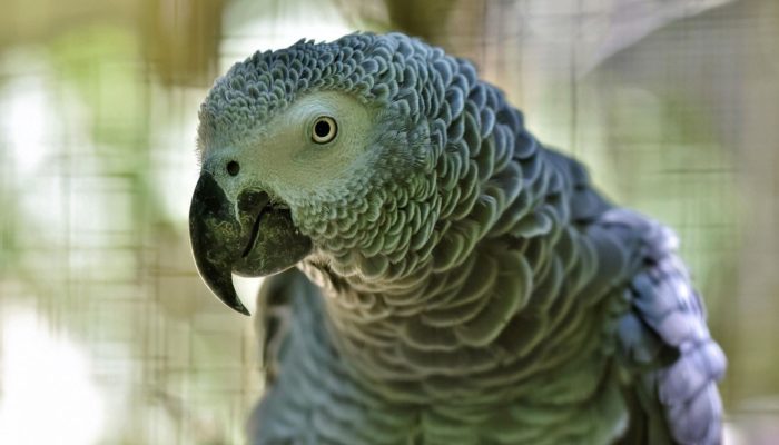 african-gray-parrot-4377951_1280.jpg