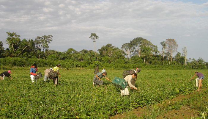 agricultores_familiares_colhem_feijao-caupi_-_emanuel_cavalcante_-_embrapa_amapa.jpg agricultores_familiares_colhem_feijao-caupi_-_emanuel_cavalcante_-_embrapa_amapa.jpg
