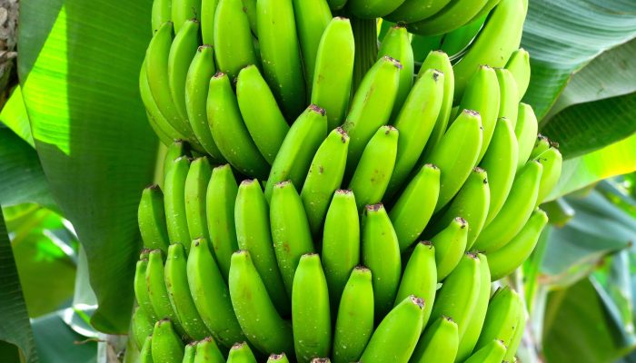 banana-embrapa.jpg banana-embrapa.jpg