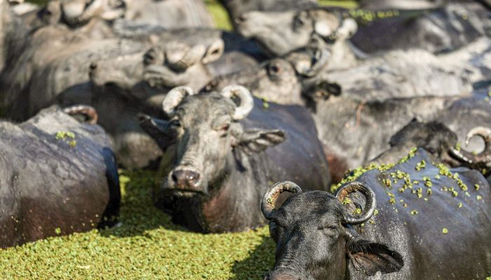 bufalos-fazenda-mironga-mc_abr_01102025-6.jpg bufalos-fazenda-mironga-mc_abr_01102025-6.jpg