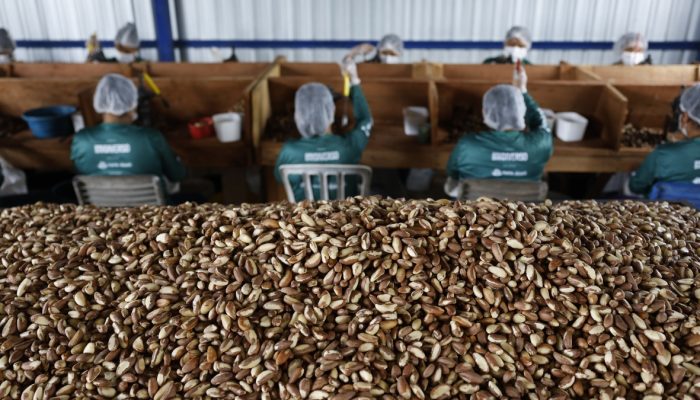 castanha-do-para-foto-fernando-frazao-agencia-brasil.jpg castanha-do-para-foto-fernando-frazao-agencia-brasil.jpg