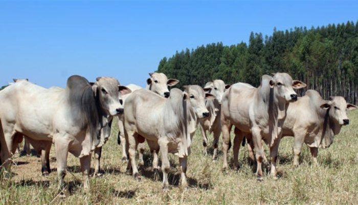 cb7423770e7f4afa8fd1beb3cdc338ec_858x483.jpg cb7423770e7f4afa8fd1beb3cdc338ec_858x483.jpg