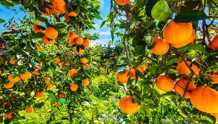 citricultura-brasileira-blog-green-place-plantacao-de-laranja-scaled.jpg citricultura-brasileira-blog-green-place-plantacao-de-laranja-scaled.jpg