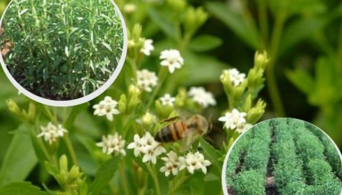 estevia-a-forca-do-agro.jpg estevia-a-forca-do-agro.jpg