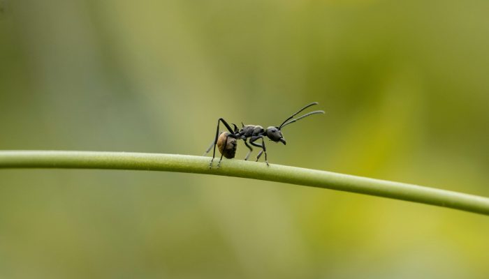 formigas-rainhas-duas-especies-scaled.jpg formigas-rainhas-duas-especies-scaled.jpg