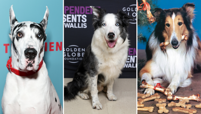 lassie-snoop-e-bruiser-conheca-os-melhores-caes-da-historia-do-cinema_widelg.png lassie-snoop-e-bruiser-conheca-os-melhores-caes-da-historia-do-cinema_widelg.png