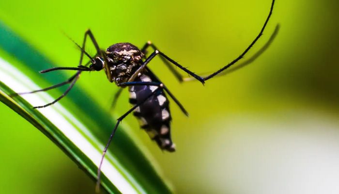 mosquito-4998145.jpg mosquito-4998145.jpg