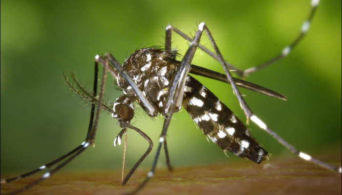 mosquito.png mosquito.png