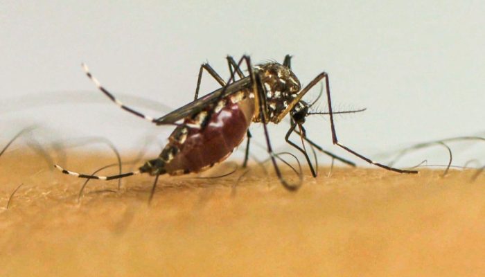 mosquito_.jpg mosquito_.jpg