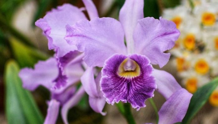 orquideas-divulgacao-2.jpg orquideas-divulgacao-2.jpg