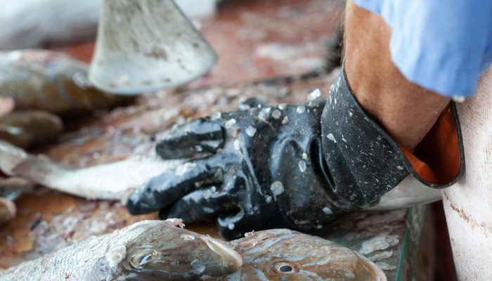 pexels-axelbreuer-2247138