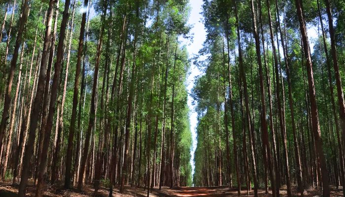 plantacao-eucaliptos-celulose-investimentos-brasil.jpg