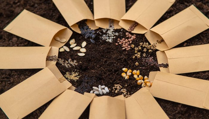 sementes-brasileiras-blog-green-place-sementes-no-solo-scaled.jpg